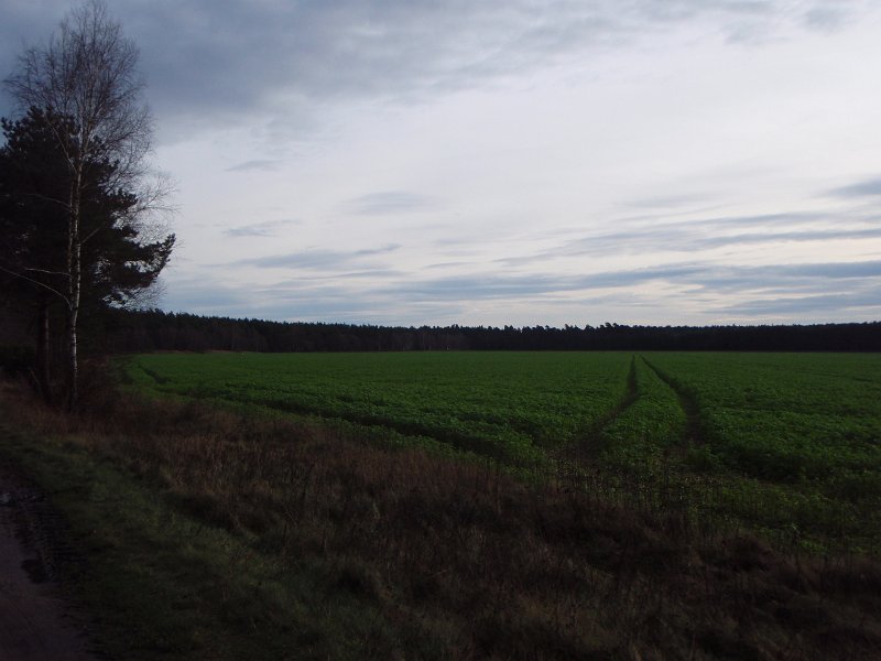 CTF Celle 155